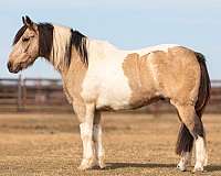 quarter-horse