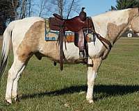 buckskin-tobiano-4-stockings-horse