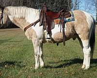 quarter-horse