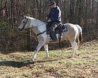 all-around-quarter-horse