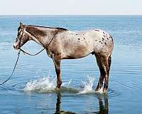 ranch-work-quarter-horse