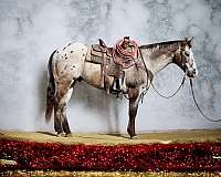 appaloosa-quarter-horse