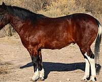 beginner-safe-quarter-horse