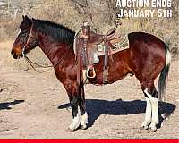 bay-roan-tobiano-4-stockings-horse