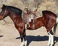 quarter-horse