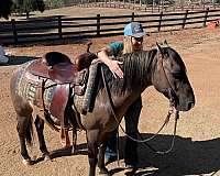 grulla-roping-pony