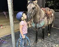 grulla-cutting-pony