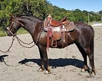 amazing-disposition-morgan-horse