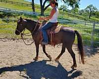 bloodlines-are-morgan-horse