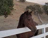 bosal-morgan-horse