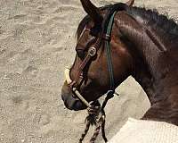 cattle-sorting-morgan-horse