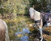 champagne-white-spotted-spotted-saddle