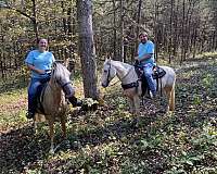 gaited-spotted-saddle-horse