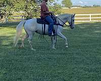 husband-safe-spotted-saddle-horse