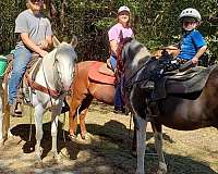 kid-safe-spotted-saddle-horse