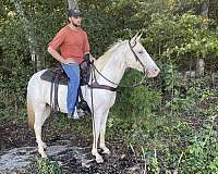 parade-spotted-saddle-horse