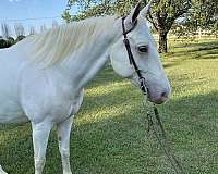 ridden-western-spotted-saddle-horse