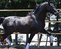 black-small-white-star-horse