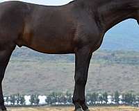 athletic-andalusian-horse