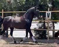 classical-andalusian-horse