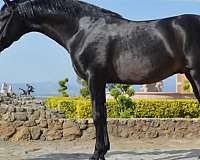 dressage-andalusian-horse