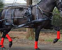 driving-andalusian-horse