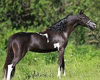 black-white-with-4-socks-star-horse