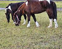 american-shetland-pony-miniature-horse