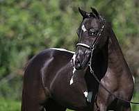 pinto-black-white-with-4-socks-star-horse