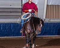 buckskin-snip-on-face-horse