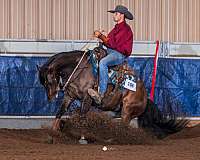 buckskin-left-fore-sock-horse