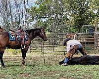 buckskin-right-hind-half-pastern-horse