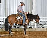 buckskin-small-spot-on-right-hip-horse