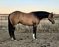 aqha-vrh-quarter-horse