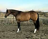 novice-friendly-quarter-horse