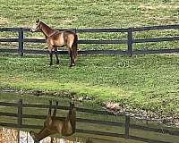 buckskin-left-hind-small-cornet-band-horse