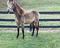 boy-rocky-mountain-horse