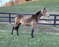 buckskin-colt-rocky-mountain-horse