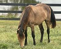 friend-rocky-mountain-horse