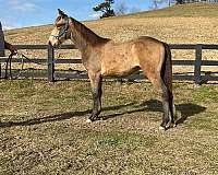 help-rocky-mountain-horse