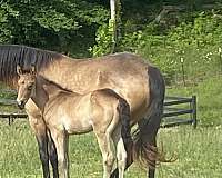 sooty-rocky-mountain-horse