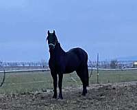 friesian-colt