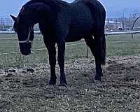 friesian-horse-for-sale