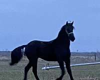 friesian-horse