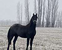 athletic-colt-friesian-horse