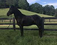 black-none-horse