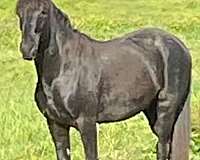 black-rmha-horse