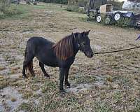 show-therapy-miniature-horse