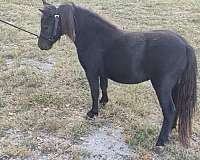 miniature-filly-broodmare