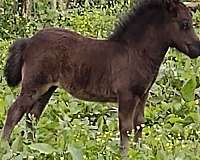 miniature-tennessee-mare